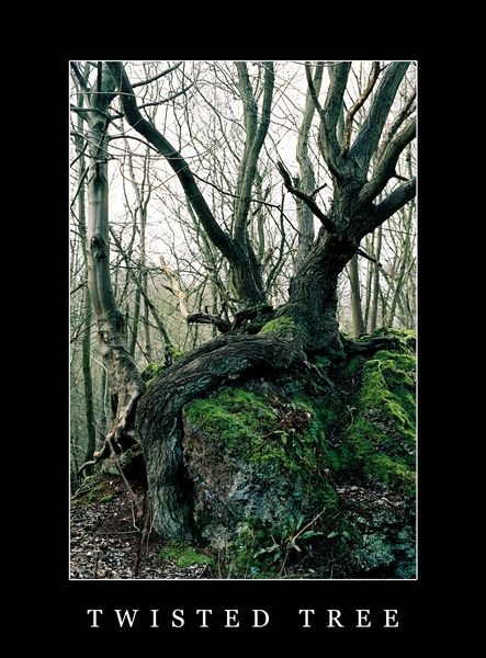 Twisted Tree